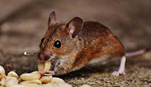 24 Hour & Emergency Exterminators in Genesee, PA